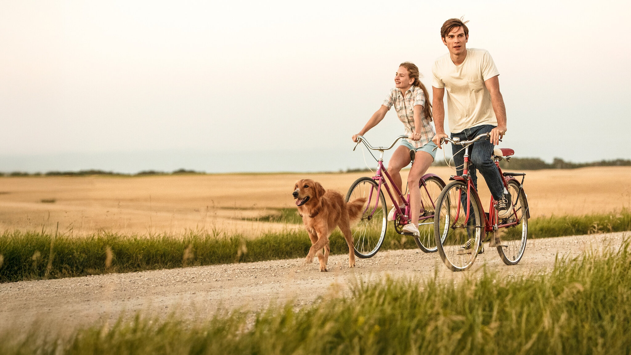 僕のワンダフル・ライフ』続編が9.13公開、日本オリジナルポスター解禁 « 映画ランドNEWS DVD 僕のワンダフル・ライフ