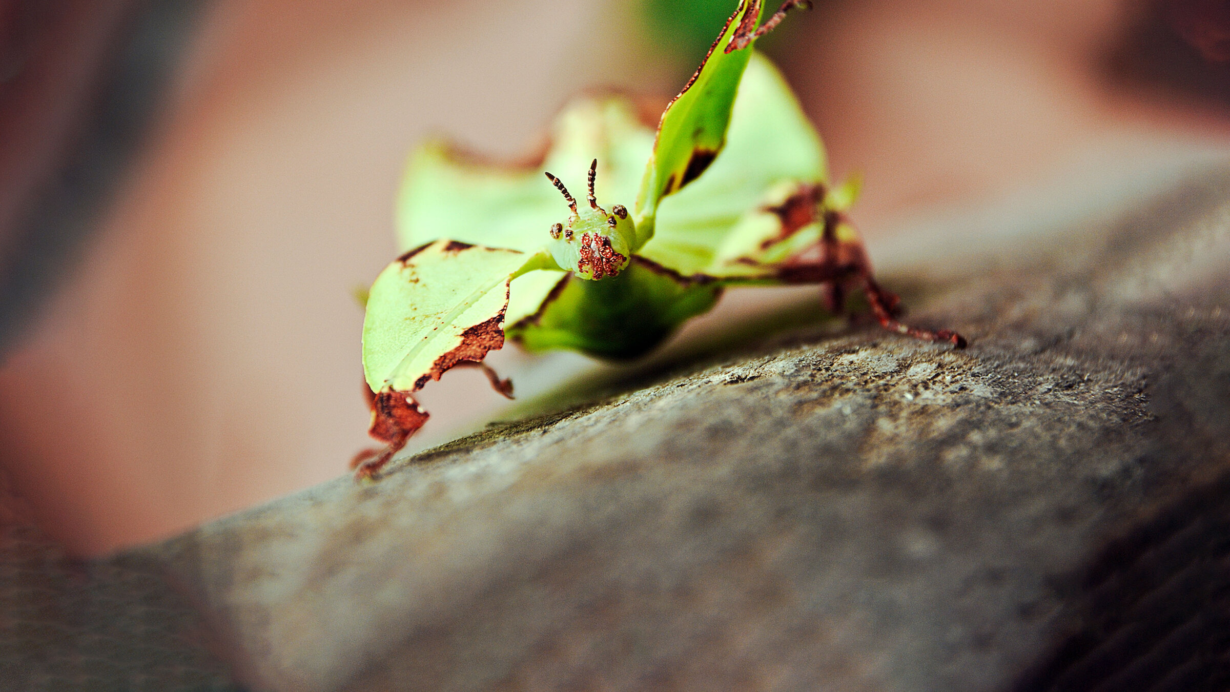 Insects Flix Too Much': Netflix Reveals First Look, Details From New